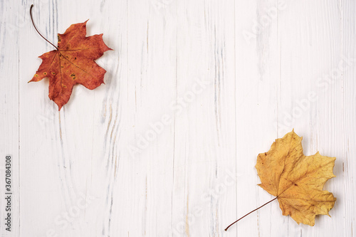 White wood background with two dry autumn maple leaves where one of them at the upper left and other one at lower right corners and free space for text photo