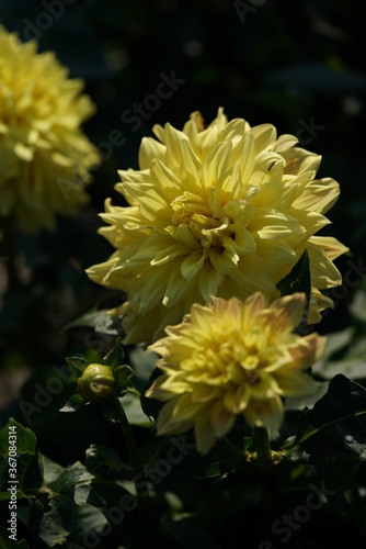 Yellow Flower of Dahlia in Full Bloom 