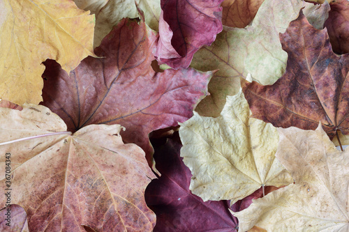 Background of multicolored dry autumn leaves