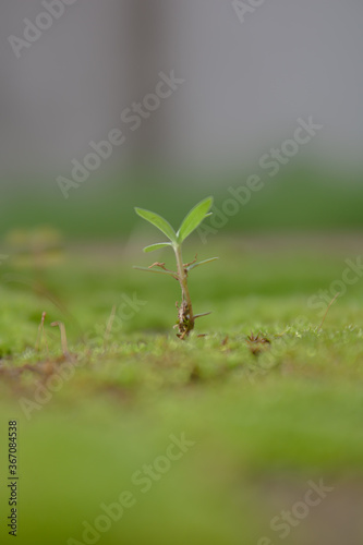 Green tiny plants, single tiny plants, monsoon tiny plants, green leaf,  © Mr.Bimal