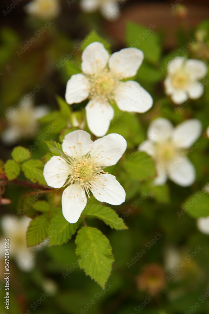 Obraz premium くさいちご03