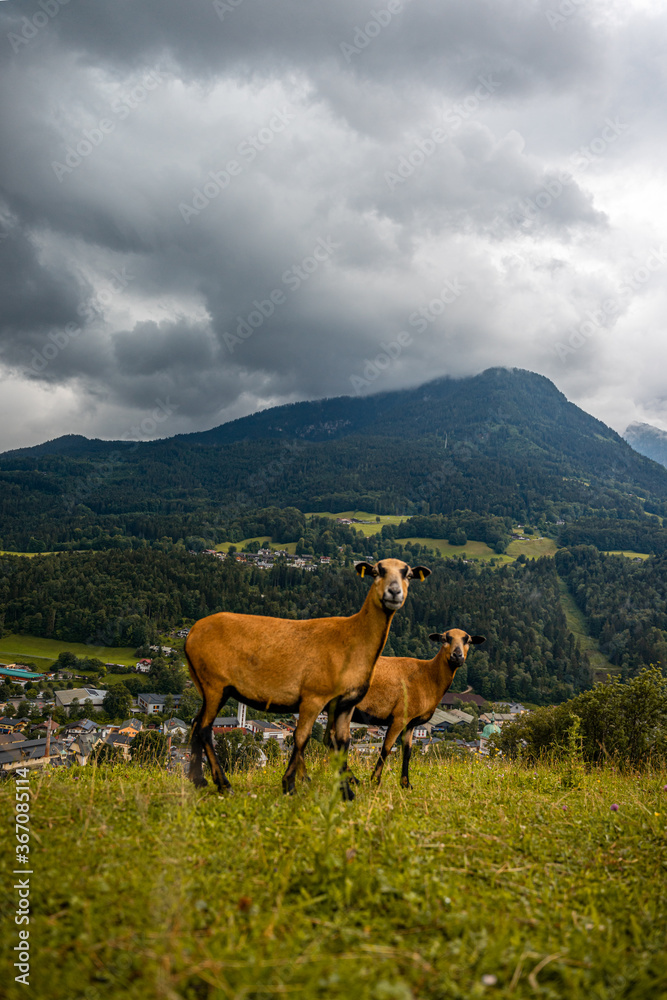 Fototapeta premium Deutschland Bayern , Oberbayern , Berchtesgadener Land , Landschaft 