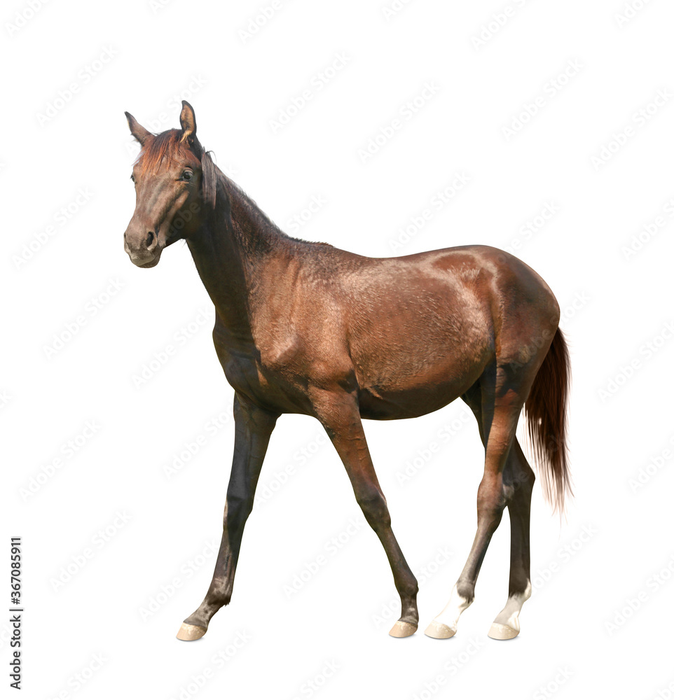 Obraz premium Bay horse walking on white background. Beautiful pet