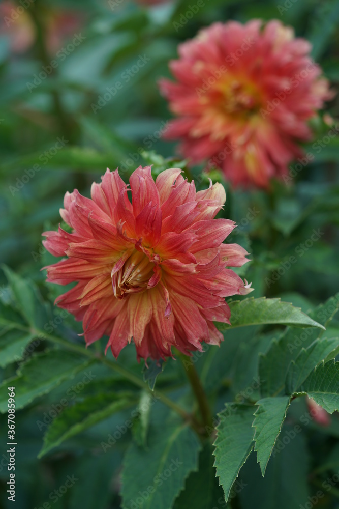 Orange and Cream Flower of Dahlia in Full Bloom
Orange and Cream Flower of Dahlia in Full Bloom