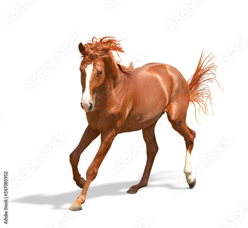 Fototapeta Naklejka Na Ścianę i Meble -  Chestnut horse running on white background. Beautiful pet