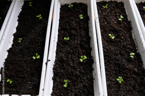 Growing pakcoy or bok choy in the garden. photo