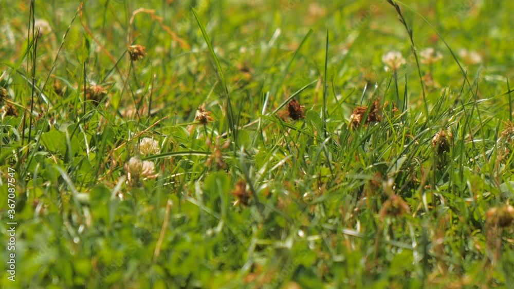close up of grass field close up of grass field