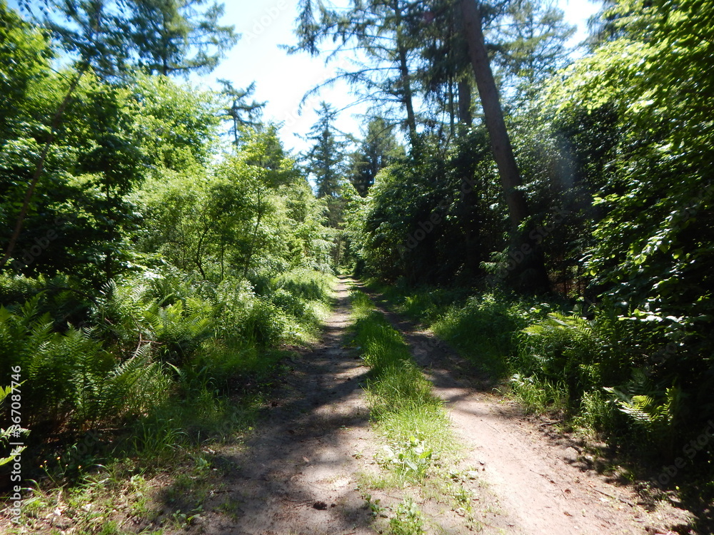 Fototapeta premium path in the forest