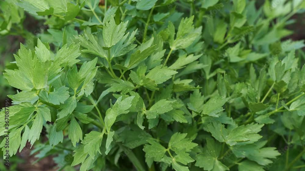 Spices and Herbs, Lovage plant (Levisticum officinale) growing in the garden.
Spices and Herbs, Lovage plant (Levisticum officinale) growing in the garden.