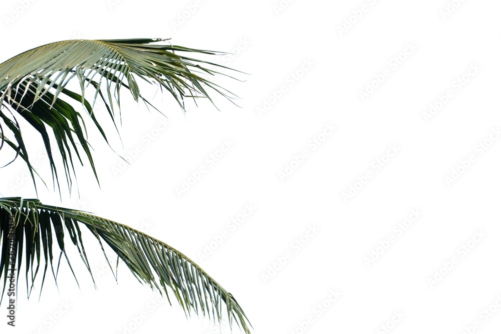 Coconut leaves on white isolated background for green foliage backdrop