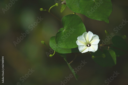 White morning glory, Turbina corymbosa flower(Christmas Vine) photo