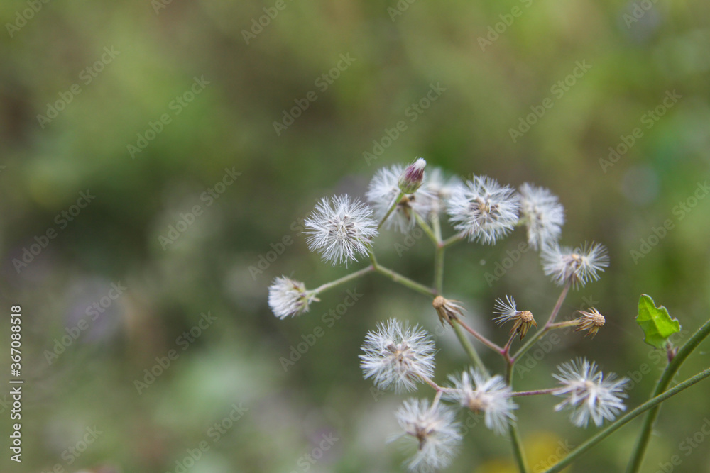 Crassocephalum crepidioides flower with bokeh background
Crassocephalum crepidioides flower with bokeh background