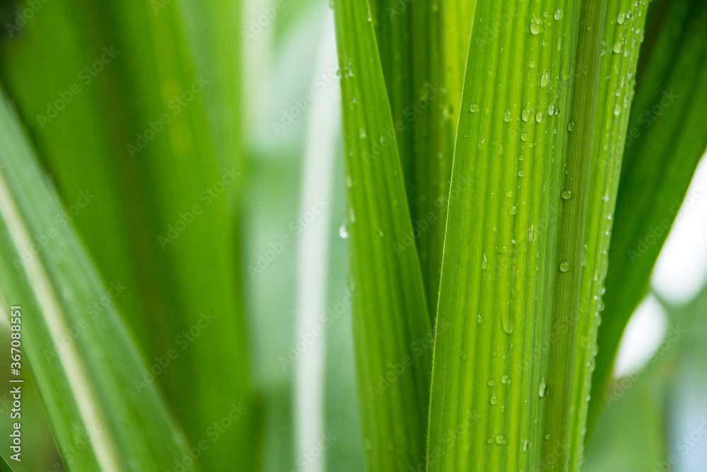The fresh summer rain clings to the dripping green leaves