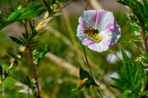 syrphe dans fleur de liseron photo