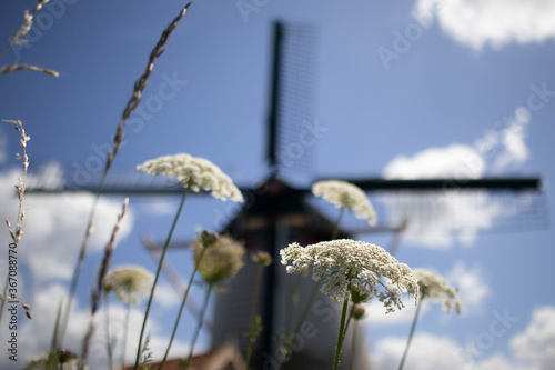 Common yarrow (Achillea millefolium) in front of an out of focus old Dutch windmill in a meadow photo