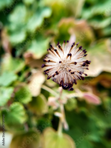Faded flower, funny faded flower, macro of a faded, background