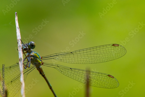 Leste vert photo