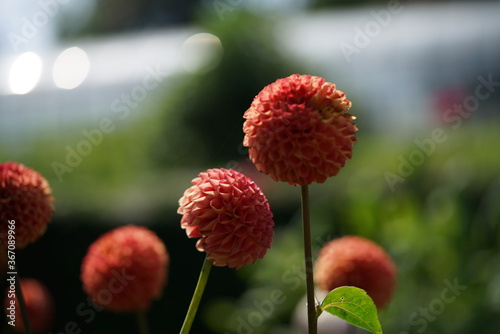 Orange and Cream Flower of Dahlia in Full Bloom
