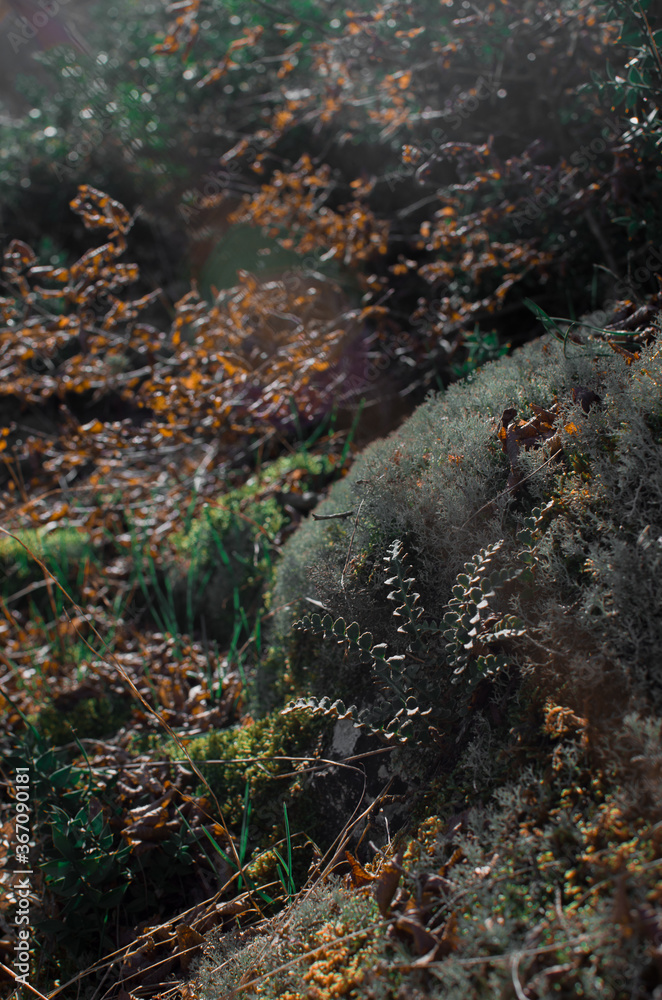 Fototapeta premium autumn forest stream