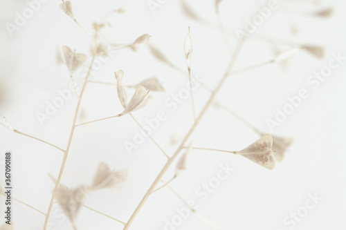 Light wedding beige color heart shape small flowers macro romantic wallpaper photo