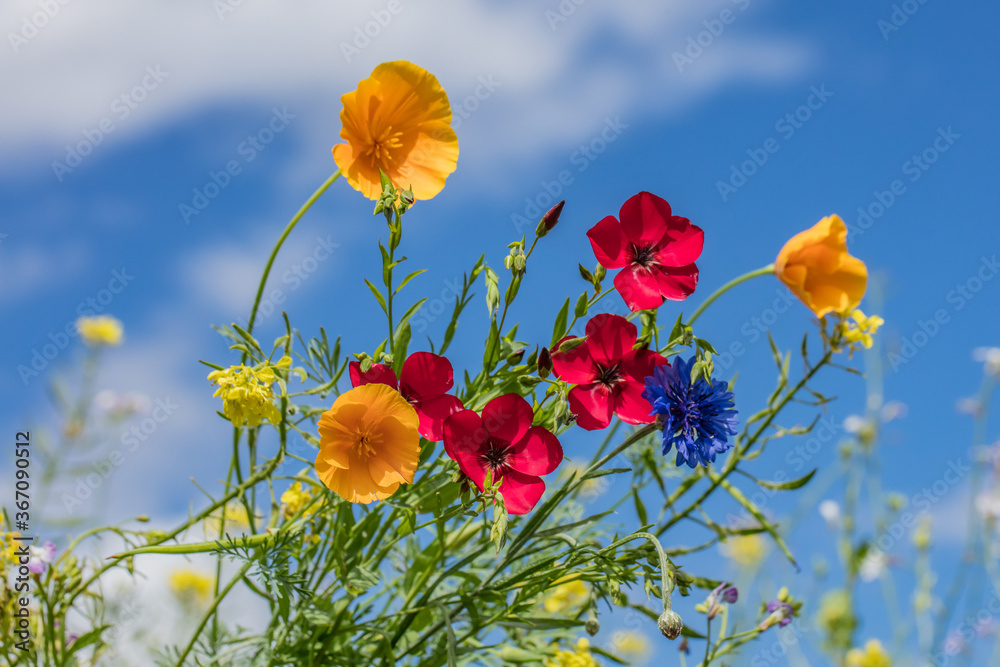 Obraz premium blumen