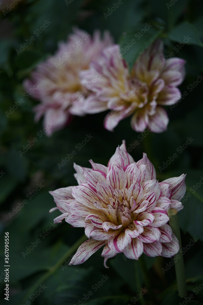 Variegated, White and Purple Flower of Dahlia in Full Bloom
Variegated, White and Purple Flower of Dahlia in Full Bloom