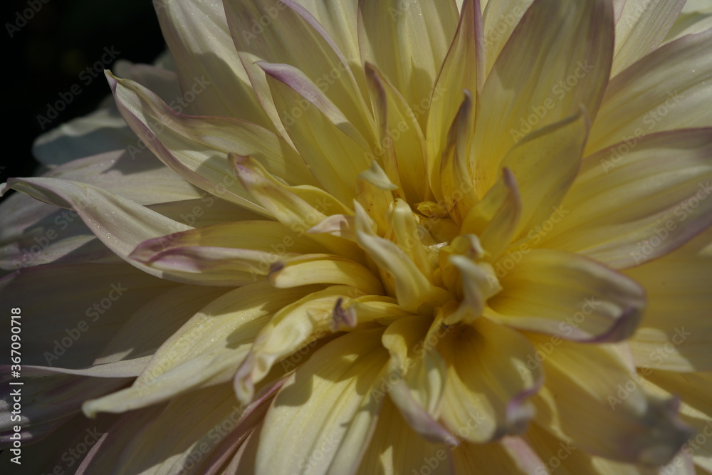Cream Flower of Dahlia in Full Bloom
Cream Flower of Dahlia in Full Bloom