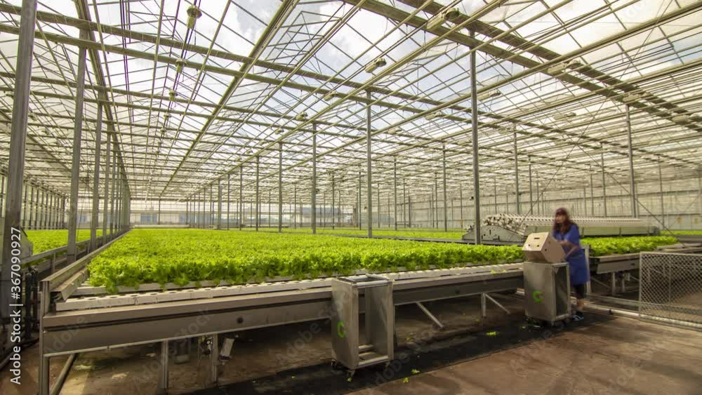 greenhouses grow fresh vegetables and fruits time-lapse 