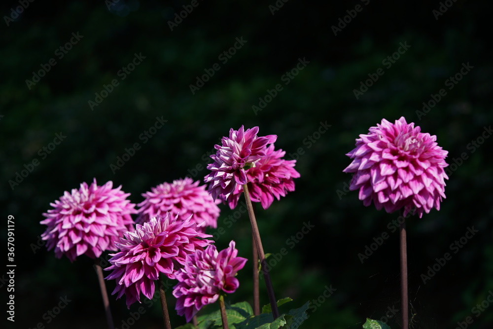 Fototapeta premium Light Purple Flower of Dahlia in Full Bloom 