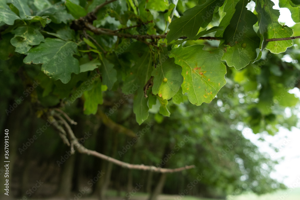 Green leaves on a tree Green leaves on a tree