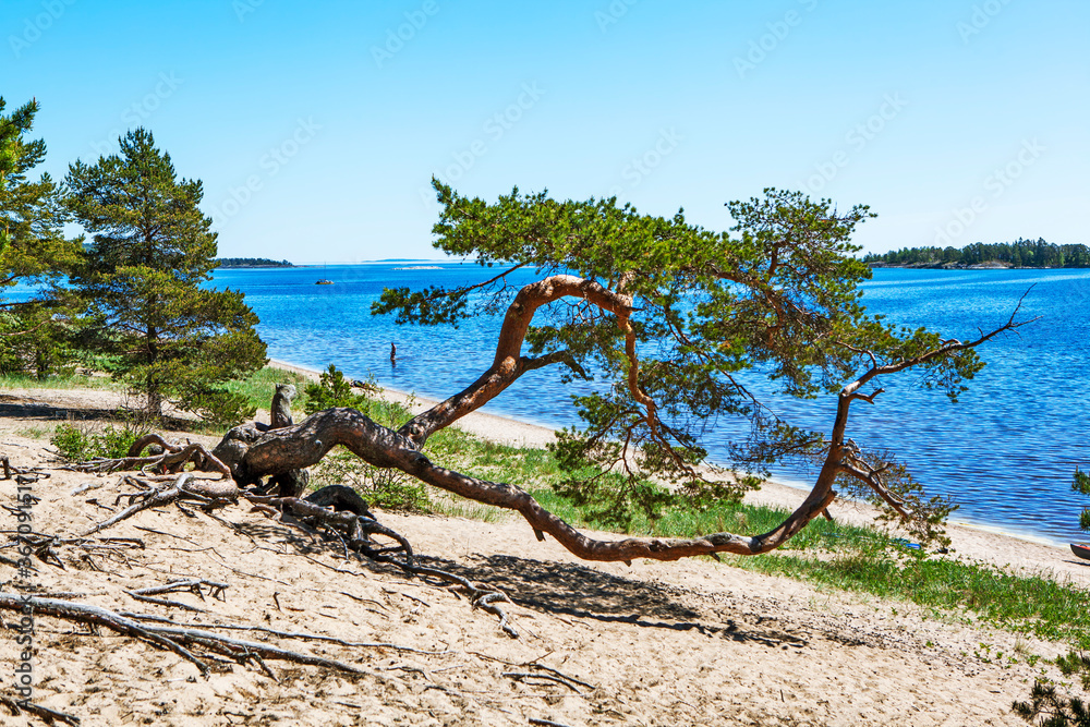 Picturesque trees growing parallel to the ground. Koyonsaari Island (southeastern part). Ladoga lake. Karelia. Russia