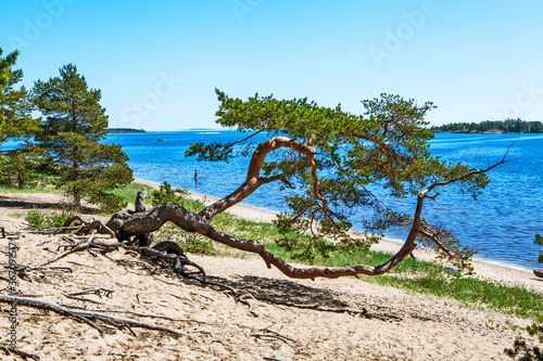 Picturesque trees growing parallel to the ground. Koyonsaari Island (southeastern part). Ladoga lake. Karelia. Russia photo