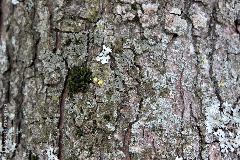 Vom Kastanienbaum die Rinde in Großaufnahme Vom Kastanienbaum die Rinde in Großaufnahme