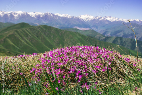 purple bushy flower
