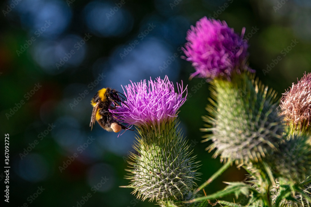 A bee on a pink flower (thistle) in a closeup view A bee on a pink flower (thistle) in a closeup view