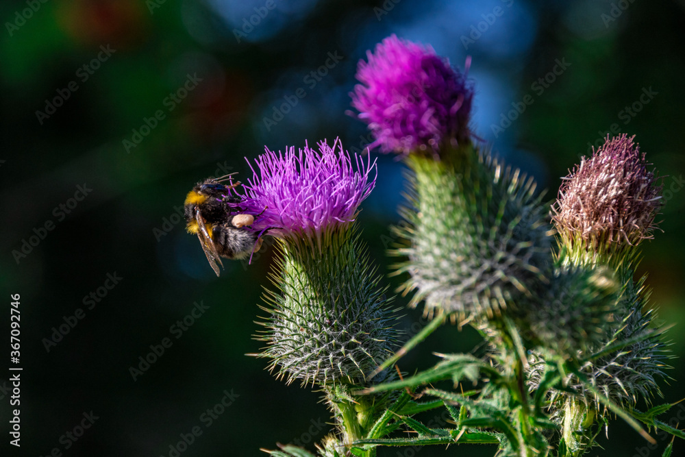 A bee on a pink flower (thistle) in a closeup view A bee on a pink flower (thistle) in a closeup view