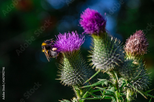 A bee on a pink flower (thistle) in a closeup view