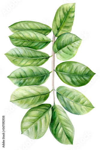 Tropical green leaf on white background. Watercolor hand-painted, summer clipart