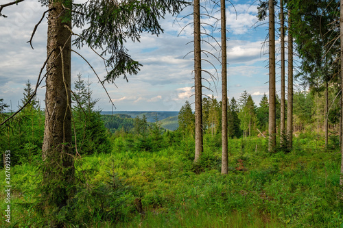 A view onto the mounains between the trees in the national park Black Forest, Germany, Kniebis / Freudenstadt