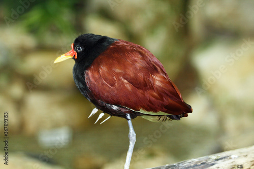 Rotstirn-Blatthühnchen photo