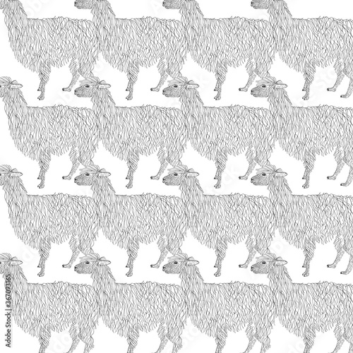 Lama, alpaca hand drawn. Object isolated on white.
