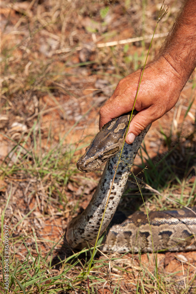 Fototapeta premium catching the snake