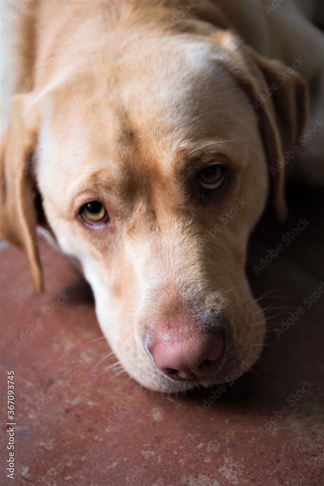 portrait of a dog portrait of a dog