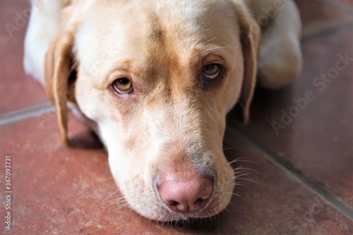 portrait of a dog