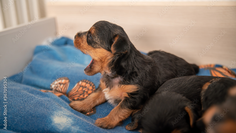 Funny life scene of a Yorkshire terrier puppy, black and tan, a few weeks old, trying to bark Funny life scene of a Yorkshire terrier puppy, black and tan, a few weeks old, trying to bark