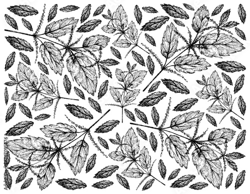 Herbal Flower and Plant, Hand Drawn Background of Urtica Dioica or Stinging Nettle Plant Used for Traditional Medicine, Food and Tea.
