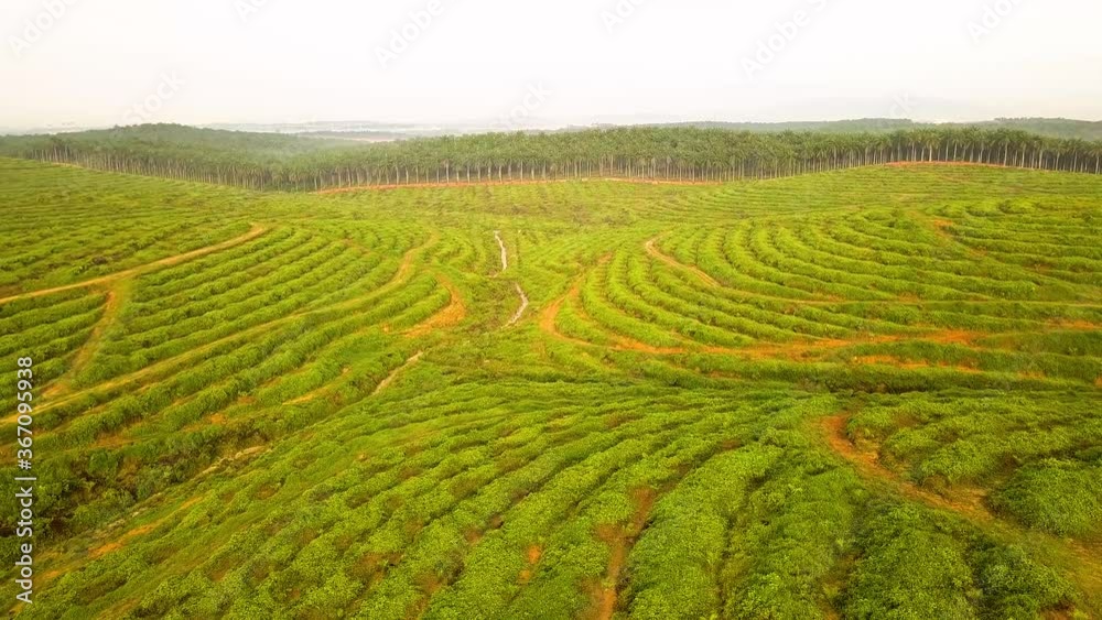 Aerial shot of Palm Tree deforestation Johor Bahru Malaysia Aerial shot of Palm Tree deforestation Johor Bahru Malaysia