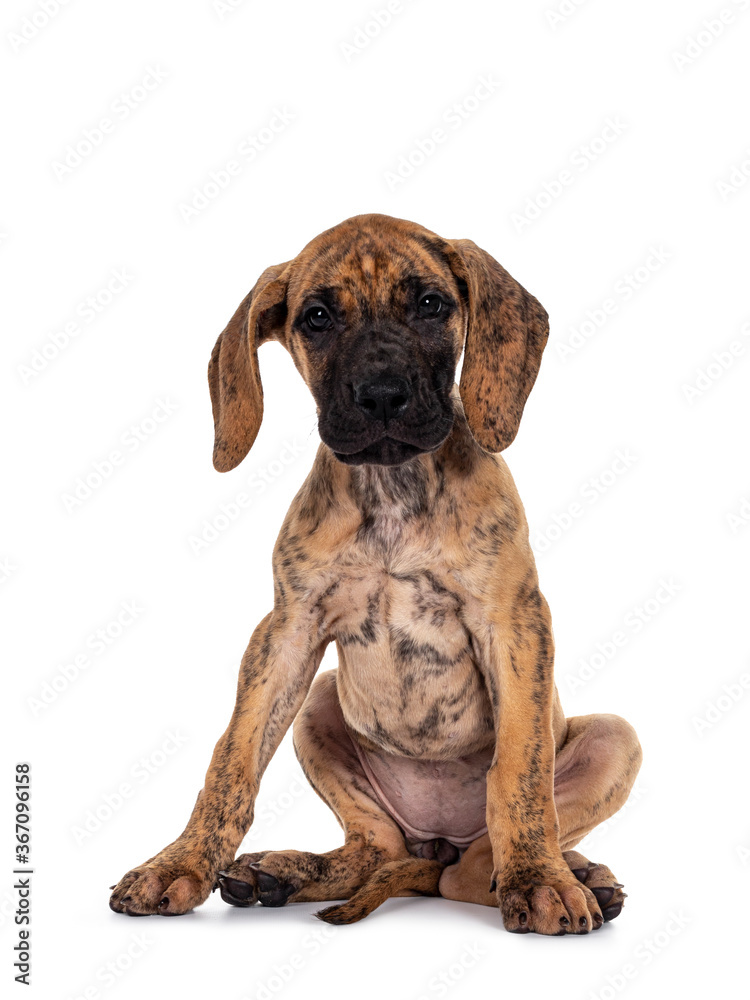 Cute light brindle Great Dane pup, sitting unabashed giving full view on private parts. Looking at camera with dark shiny eyes. Isolated on white background. Cute light brindle Great Dane pup, sitting unabashed giving full view on private parts. Looking at camera with dark shiny eyes. Isolated on white background.
