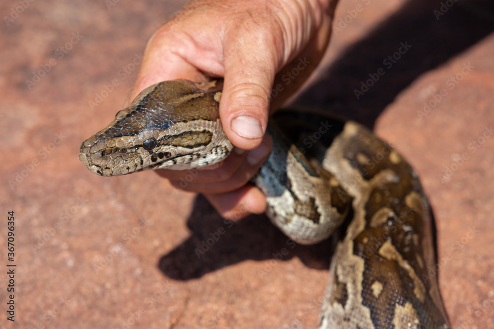 Fototapeta premium catching the snake