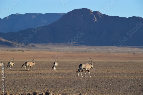 Road tripping through the Namibian Desert